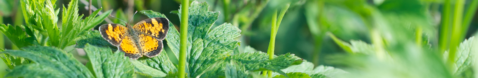 The history of the Justice, Peace, and Integrity of Creation Office