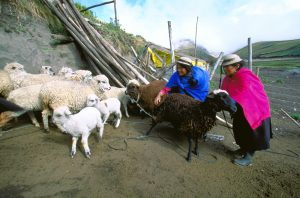 Shepherding sheep on Mount Chimborazo, Ecuador.