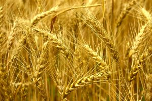 Barley Dance -Good (2)